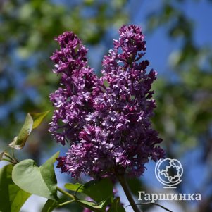 

Сирень Роял Пепл