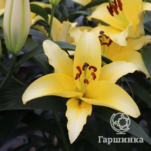

Лилия Альтарус ОТ-гибрид