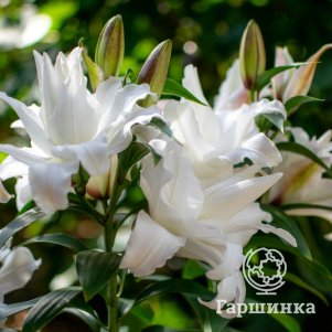 

Лилия Анжела восточная махровая
