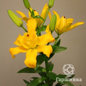 

Лилия Бэкхэнд ЛА-гибрид