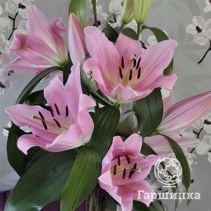 

Лилия Белламонте ОТ-гибрид