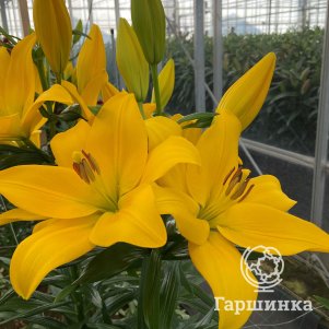 

Лилия Беневенто ЛА-гибрид