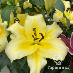 

Лилия Болт ОТ-гибрид