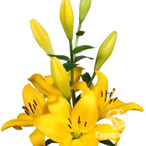 

Лилия Бранко ЛА-гибрид