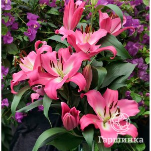 

Лилия Брусаго ОТ-гибрид