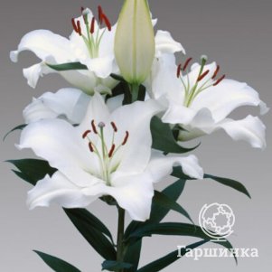 

Лилия Пацифик Оушен восточная