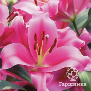 

Лилия Пиннакл ОТ-гибрид