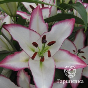 

Лилия Зе Эдж восточная