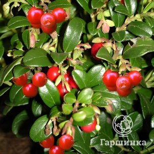 

Брусника Амерленд