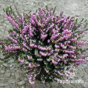 

Эрика Атрорубра