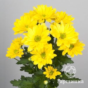 Хризантема Бакарди Еллоу