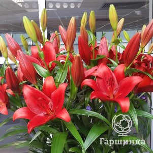 

Лилия Калабрия ЛА-гибрид