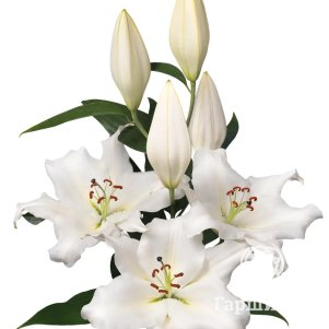 

Лилия Кастелани восточная