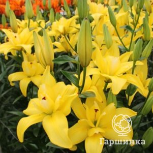 

Лилия Кросскоурт ЛА-гибрид