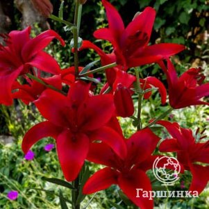 Лилия Дукати ЛА-гибрид красная