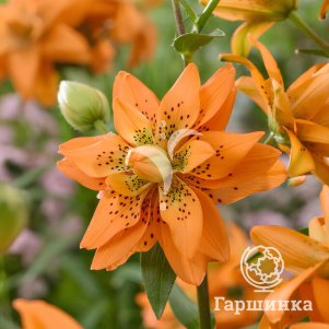 

Лилия Дач Дизайн азиатская махровая