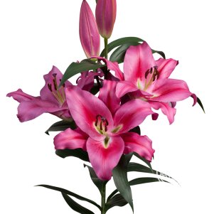 

Лилия Маренго ОТ-гибрид