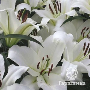 

Лилия Монте Бианко ОТ-гибрид