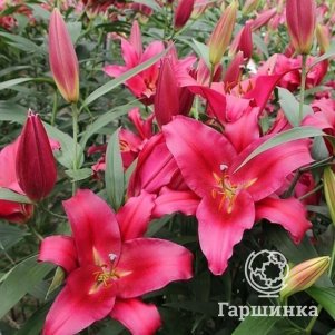 

Лилия Морозини ОТ-гибрид