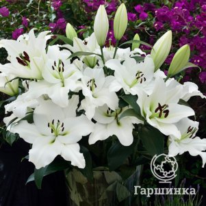 

Лилия Петакас ОТ-гибрид