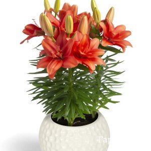 

Лилия Пура Амор азиатская махровая