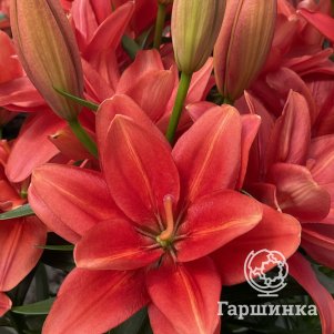 

Лилия Пура Паз азиатская махровая красная