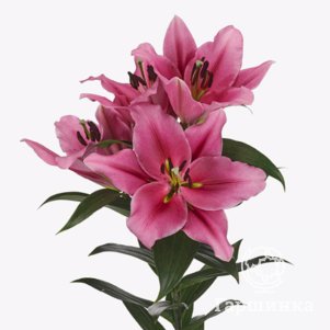 

Лилия Трокадеро ОТ-гибрид