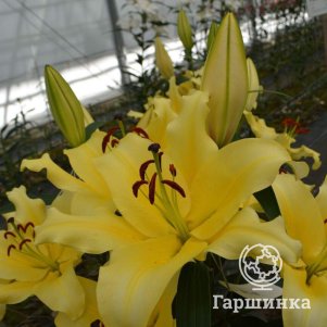 

Лилия Вигнерон ОТ-гибрид