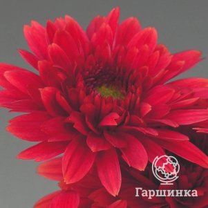 Хризантема Беппи Ред