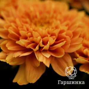 Хризантема Калимера Оранж