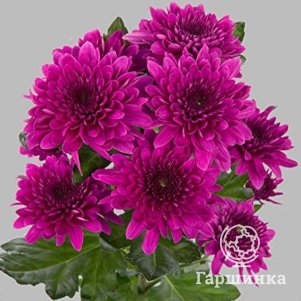 Хризантема Пайтон Пурпл