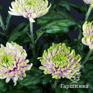 Хризантема Россано Шарлотта