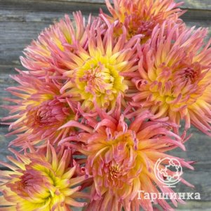 

Хризантема Августина корейская