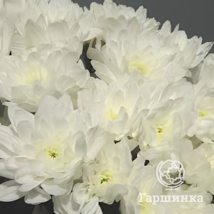 Хризантема Балтика белая