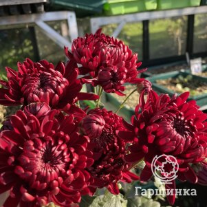 Хризантема Бигуди красная