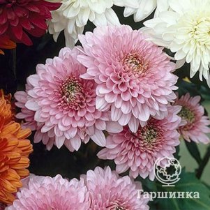 Хризантема Гомпи Пинк
