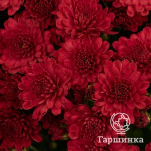 Хризантема Далида Ред