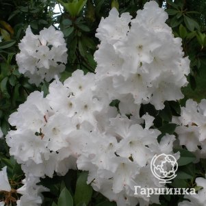 Рододендрон (Азалия) Белый Лебедь