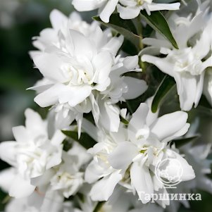Чубушник Комсомолец