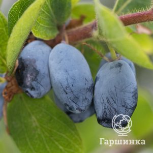 

Жимолость Блю Треже