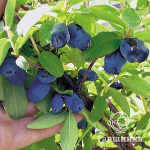 

Жимолость Колин