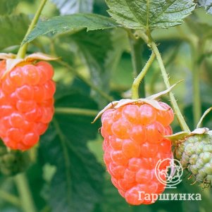 Малина Дабл Голд ремонтантная