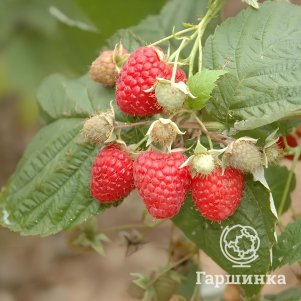 

Малина Карпико