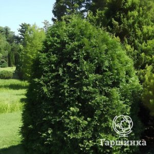 

Туя западная Дюмоза