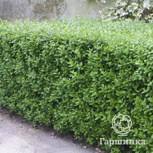 

Живая изгородь: Бирючина Атровиренс 10шт