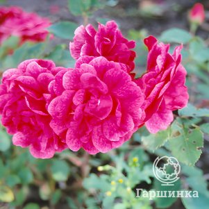 Живая изгородь: Роза Морден Руби 10шт