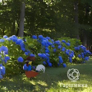 

Живая изгородь: Гортензия Никко Блю крупнолистная 10шт