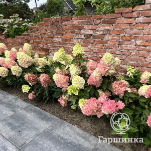 

Живая изгородь: Гортензия Бонфайр 10шт