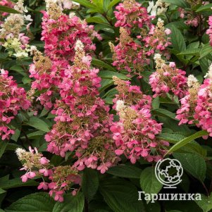 

Живая изгородь: Гортензия Канделайт 10шт