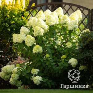 

Живая изгородь: Гортензия Литл Фреско/Литл Фрайз 10шт